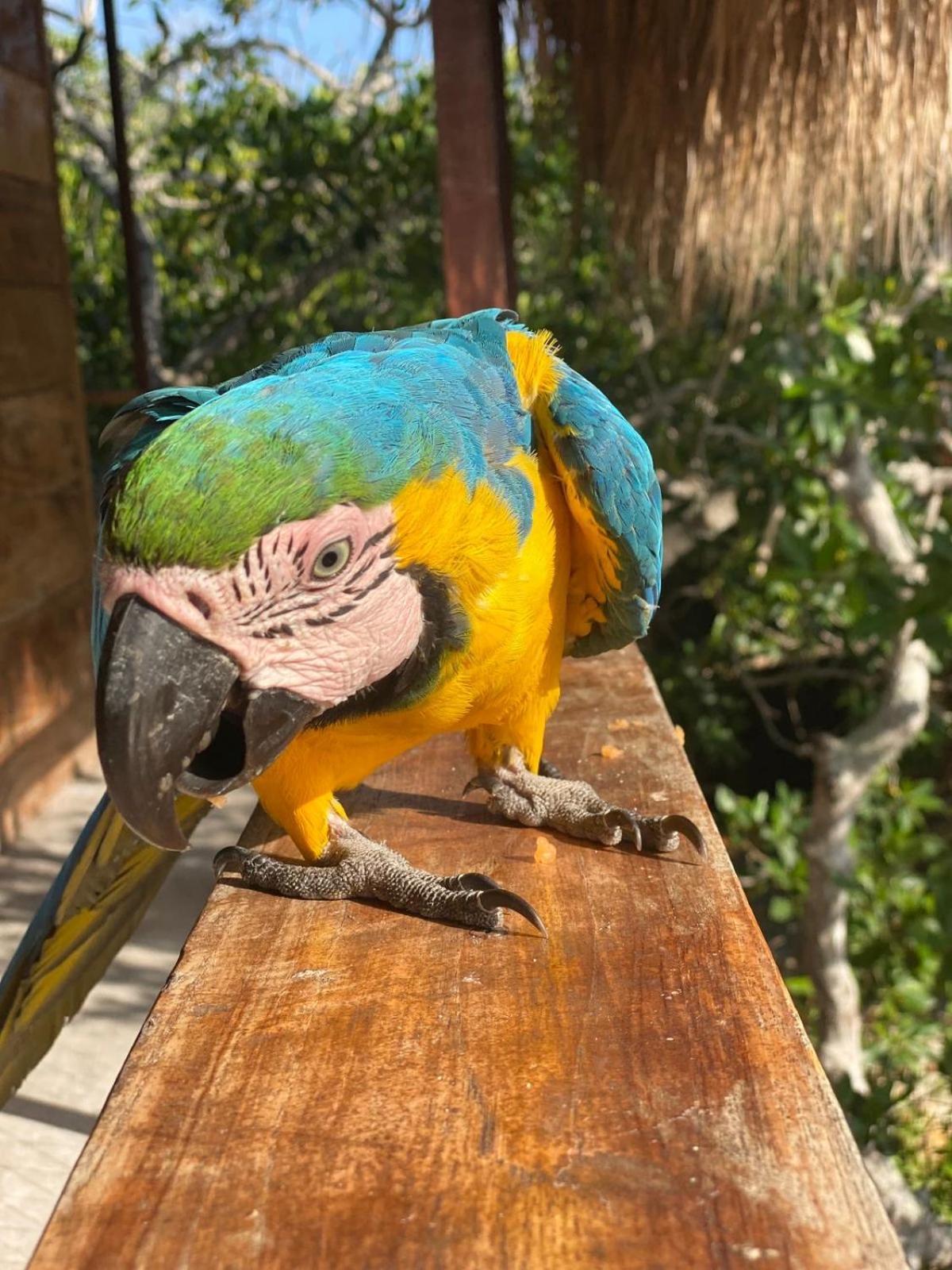 Santa Lova Eco-Hostel Isla Tintipan Tintipan Island 외부 사진