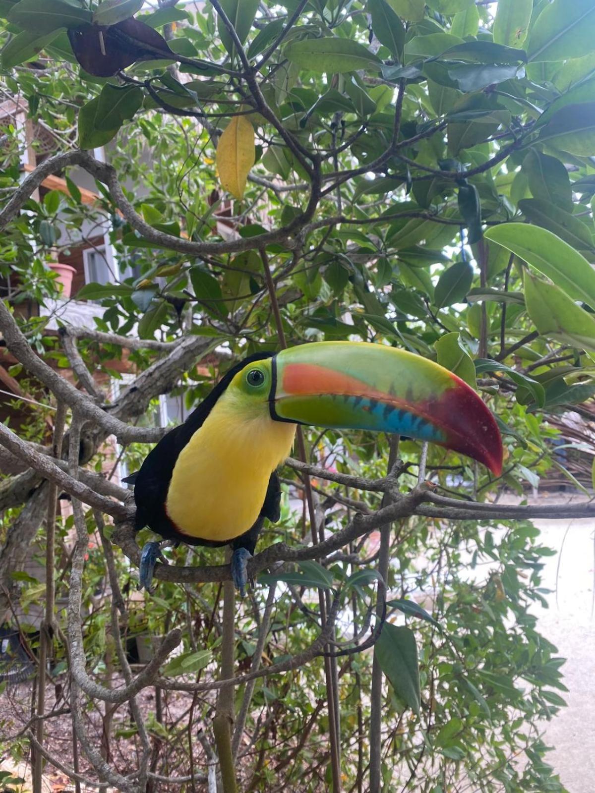 Santa Lova Eco-Hostel Isla Tintipan Tintipan Island 외부 사진